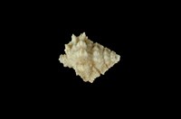 藏品(血跡蛙螺)的圖片